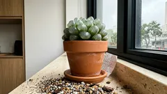 Suculenta de vidro (Haworthia cooperi): o que ela tem de diferente — e como cuidar sem mistério