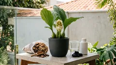Orquídea bebê no berço: o que a Anguloa uniflora pede de luz, água e temperatura para ir bem em casa