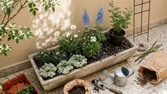 7 flores que combinam no canteiro: como acertar nas alturas e na floração