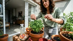 Manchas, pó branco ou mofo? O que a sua planta está tentando dizer — e como agir a tempo