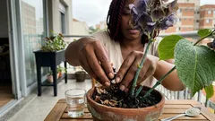 Hortênsia com poucas flores? 5 cuidados simples que mudam a floração — e o erro que mais atrapalha