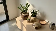 Plantas para quem esquece de regar: 8 espécies que toleram a seca — e o detalhe que evita o excesso