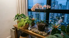 6 plantas companheiras para suas orquídeas: como aumentar a umidade e ganhar vigor sem complicação