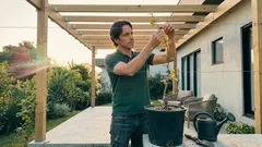 Kiwi no quintal: do plantio à colheita, os detalhes que mudam o sabor