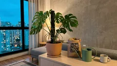 Costela-de-adão exuberante em casa: o que ajustar na luz, na rega e no vaso (e o erro que mais trava o crescimento)